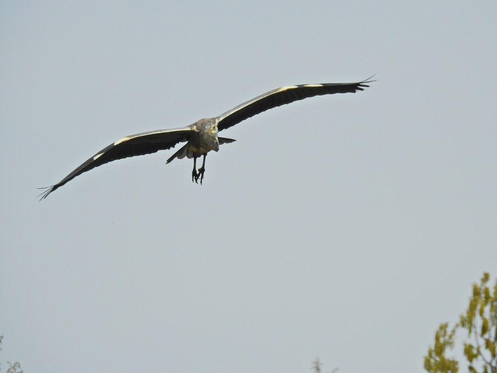 アオサギ飛翔！