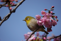 河津桜にメジロ　2