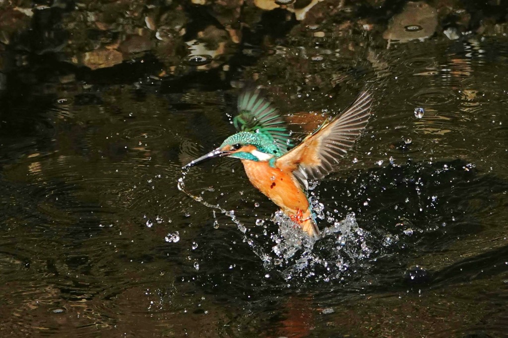 カワセミ君