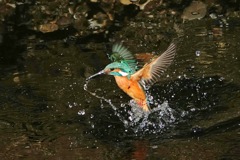 カワセミ君