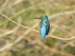カワセミ君2018.0114