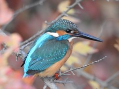 僕がカワセミです！