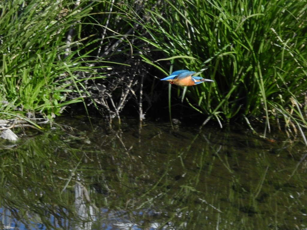 カワセミ君撮影挑戦中！