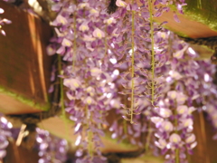 昨年のですが…