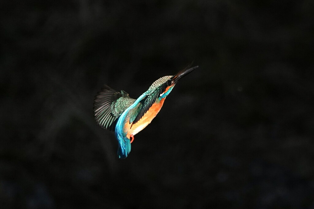 カワセミ