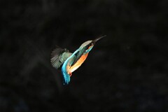 カワセミ