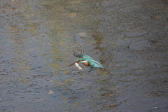 カワセミ君