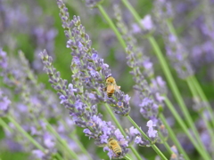 ラベンダーとミツバチ