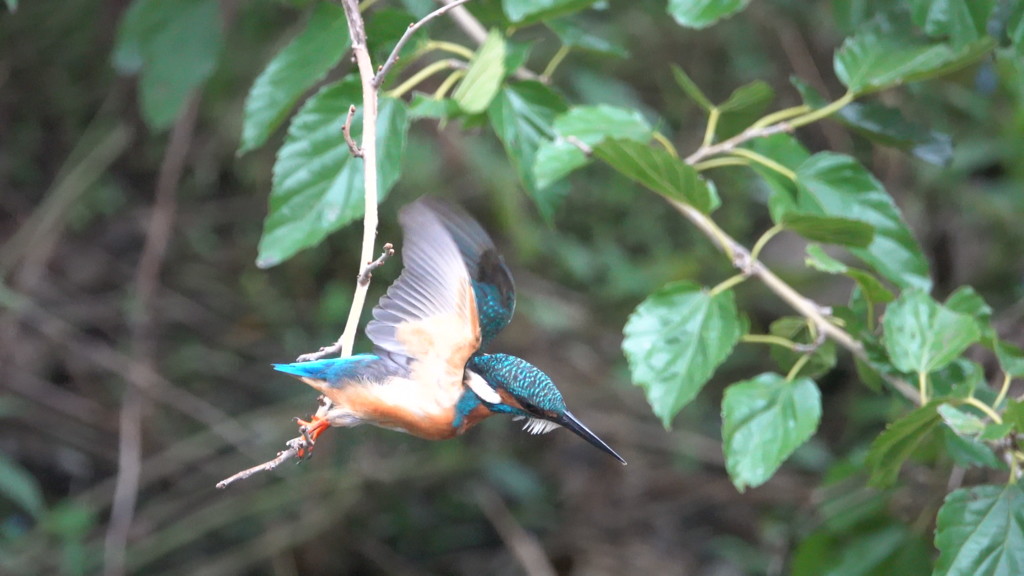 カワセミ君いざ出陣！