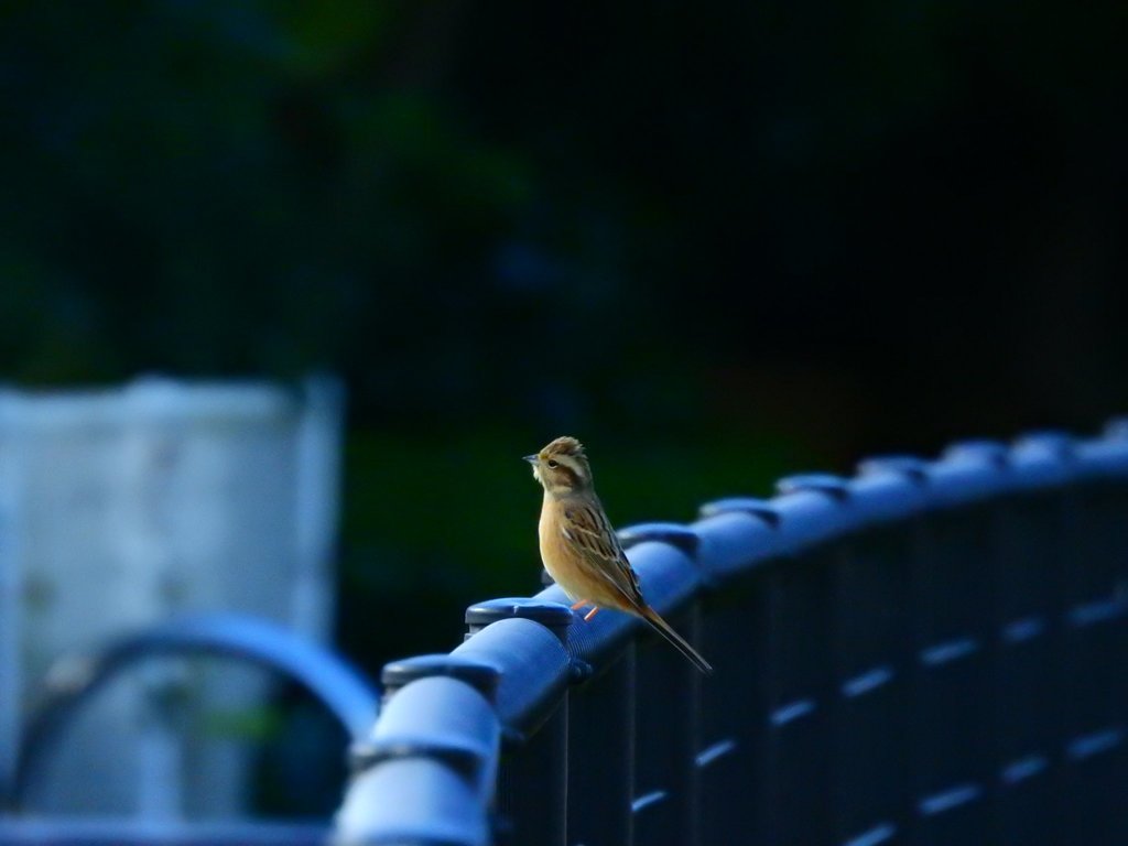 すずめの子供？