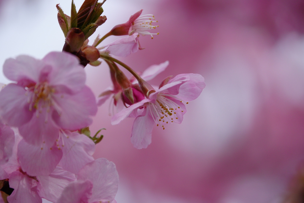 河津桜