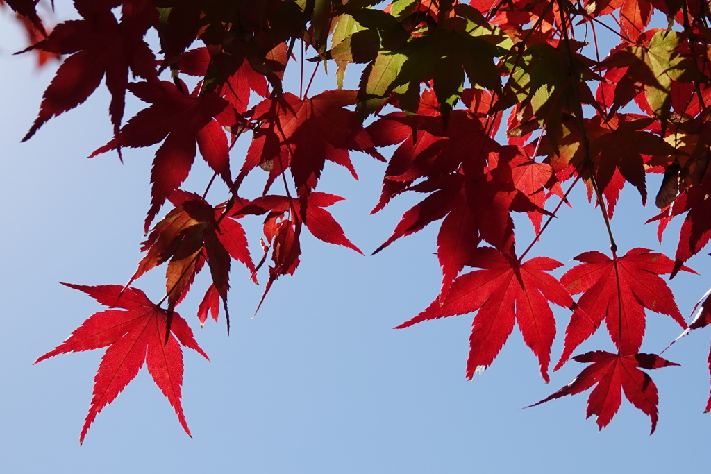 モミジの紅葉