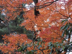 会津、鶴ヶ城の紅葉