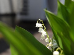 2017.春バージョン