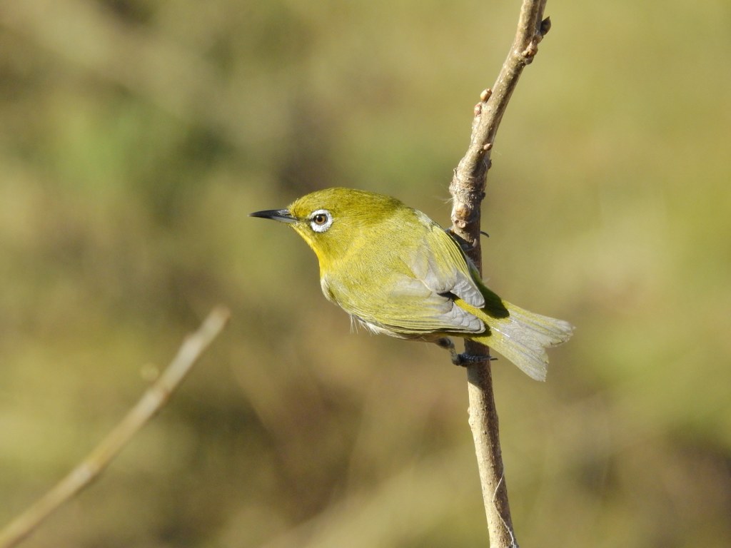 メジロ！スクランブル体制！