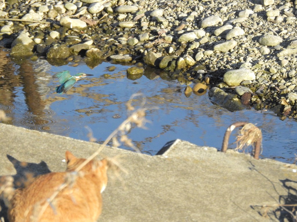 カワセミ君を見つめるネコちゃん！