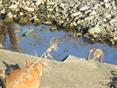 カワセミ君を見つめるネコちゃん！