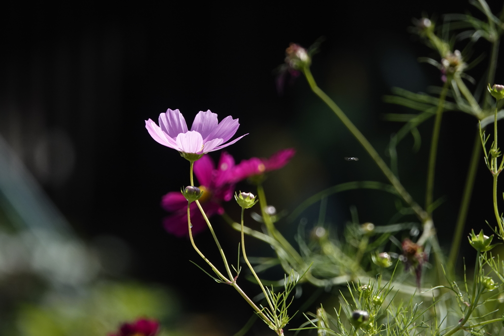 コスモス２