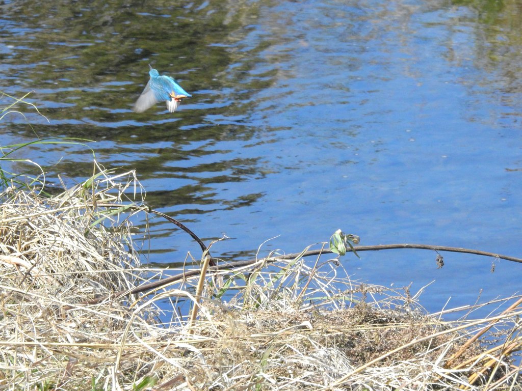 飛びもの挑戦中！