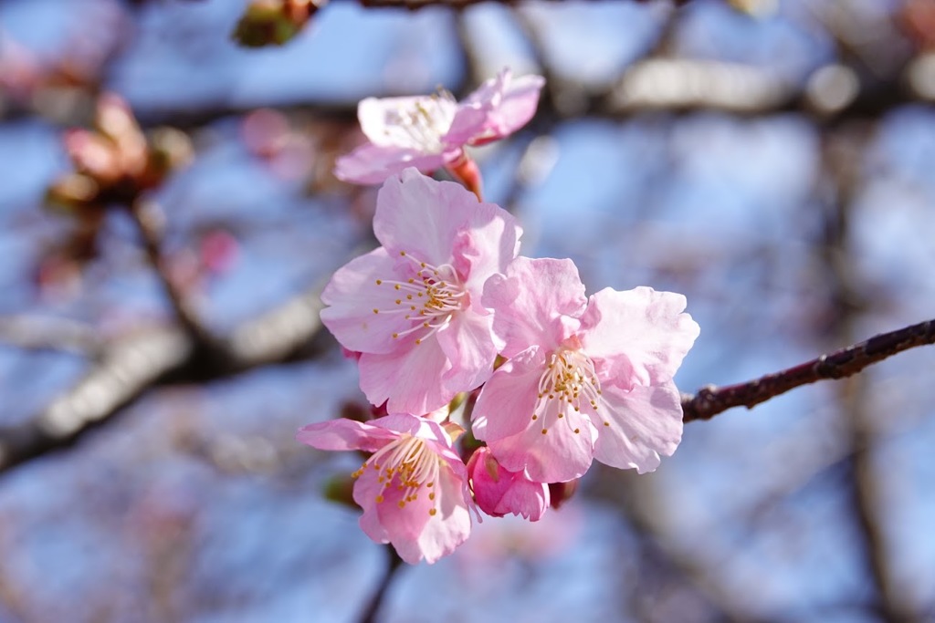 もう直ぐ春ですね！