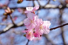 もう直ぐ春ですね！