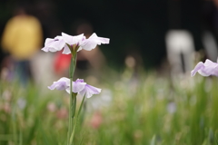北山公園　菖蒲