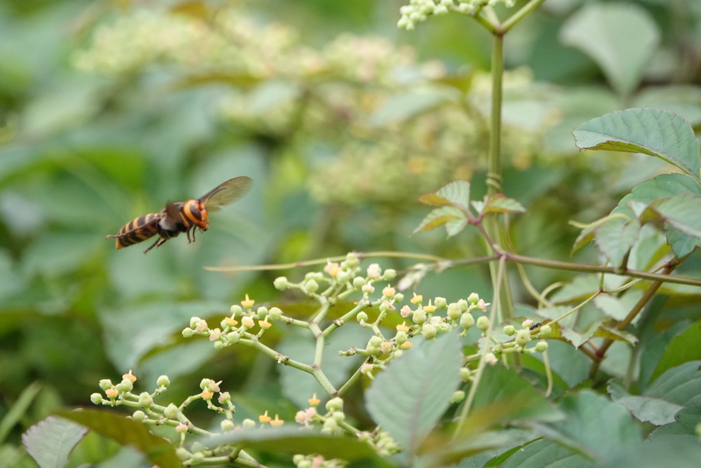 スズメバチ