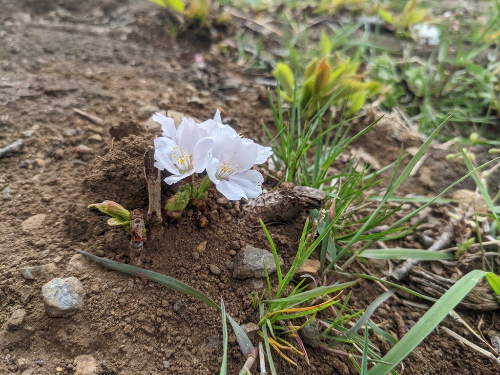 地面から咲きでる桜!