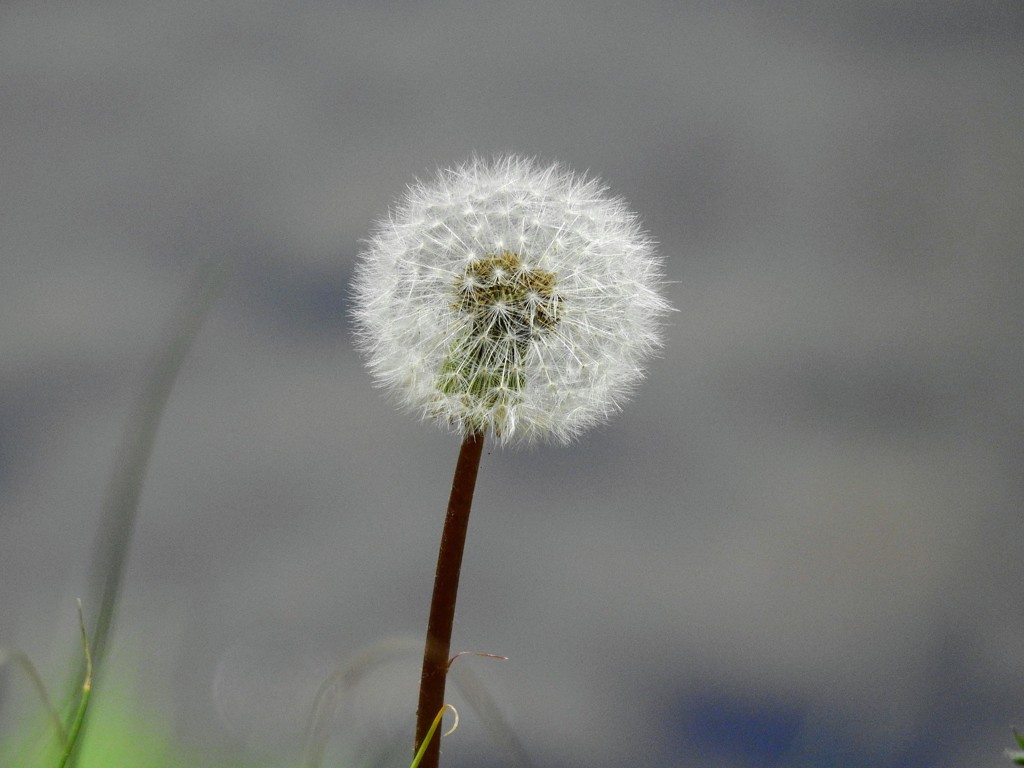 花は散っても！