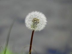 花は散っても！