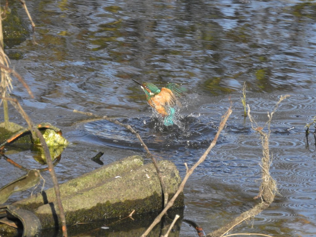 カワセミ君の瞬膜！