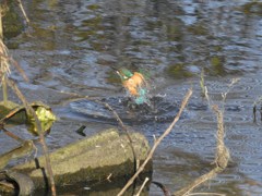 カワセミ君の瞬膜！