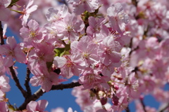 河津桜