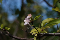 2018.10.07桜！