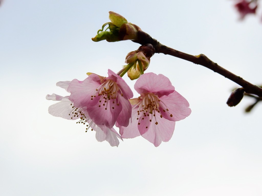 早咲き桜Ⅱ