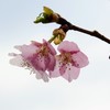 早咲き桜Ⅱ