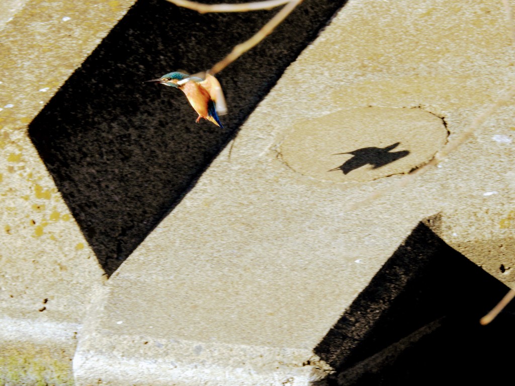 カワセミ君の影！