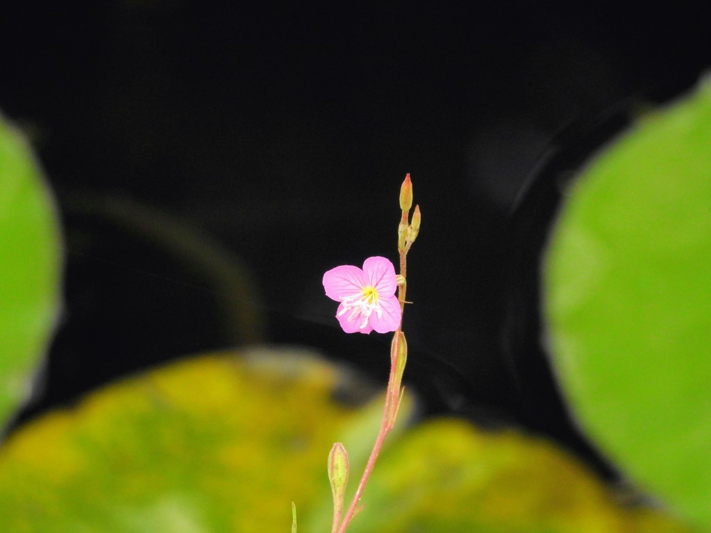 アカバナユウゲショウ