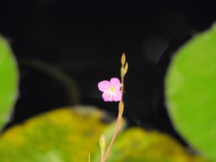 アカバナユウゲショウ