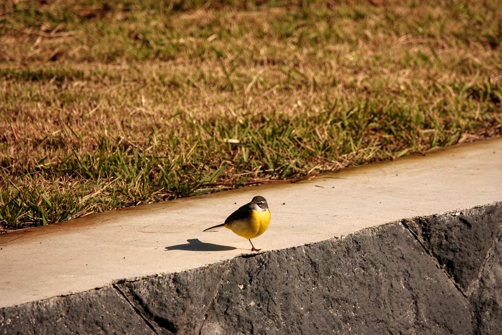 一本足のキセキレイ！