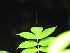 2017.夏バージョン！