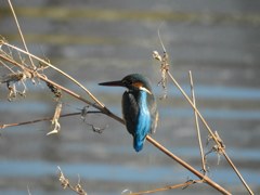 お目々パッチリ後ろ姿！