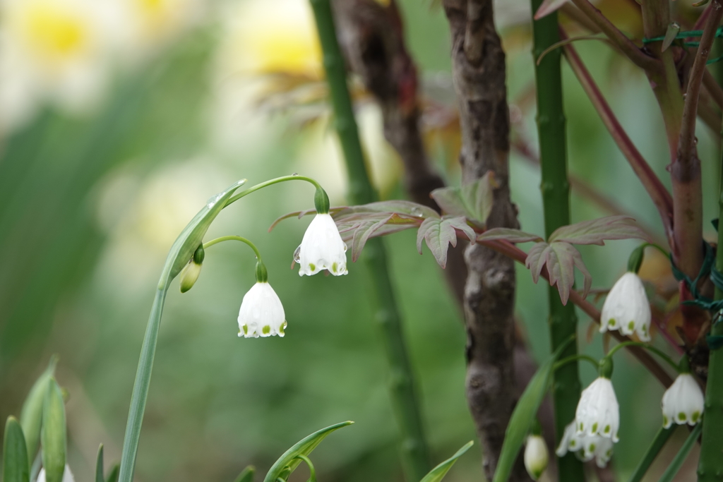 スズランスイセン2