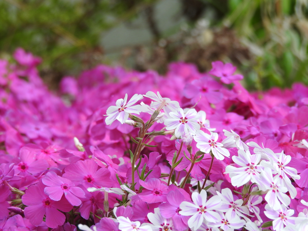 芝桜