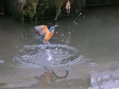 カワセミ