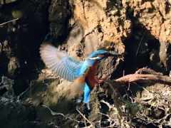 カワセミ2