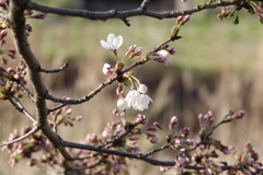 いよいよ咲きましたね！