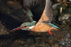 カワセミ