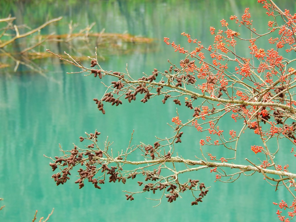裏磐梯五色沼-毘沙門沼