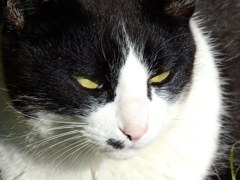 ネコさん